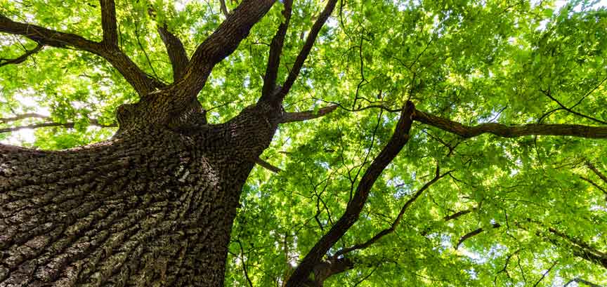 Die Kernprozess-Strategie: